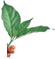 hình lá